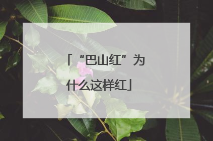 “巴山红”为什么这样红