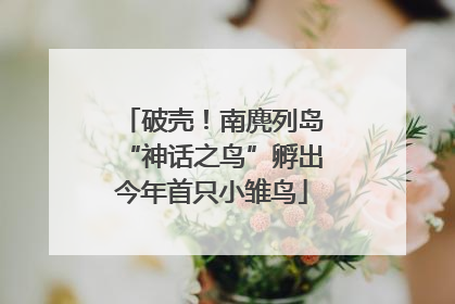 破壳！南麂列岛“神话之鸟”孵出今年首只小雏鸟