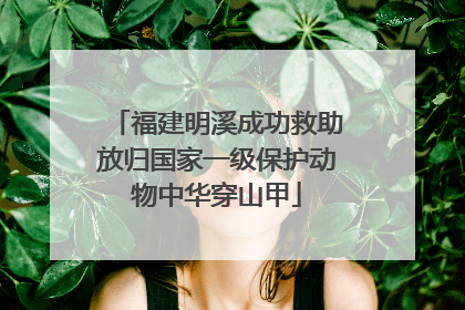 福建明溪成功救助放归国家一级保护动物中华穿山甲