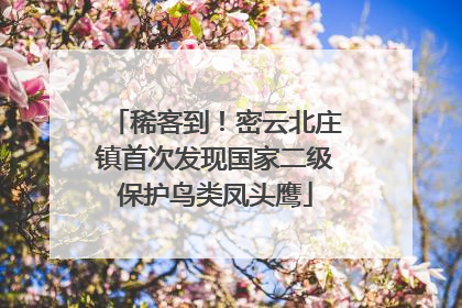 稀客到！密云北庄镇首次发现国家二级保护鸟类凤头鹰