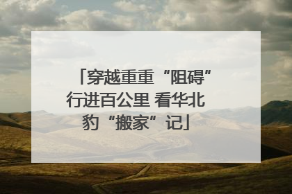 穿越重重“阻碍”行进百公里 看华北豹“搬家”记