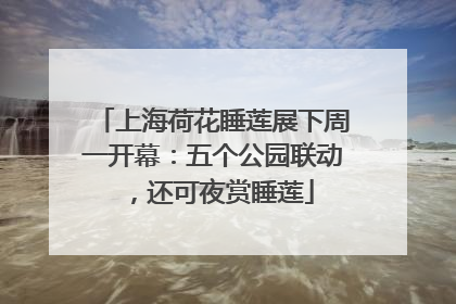 上海荷花睡莲展下周一开幕：五个公园联动，还可夜赏睡莲