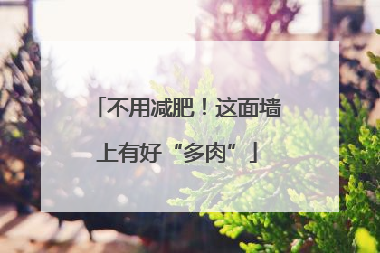 不用减肥！这面墙上有好“多肉”