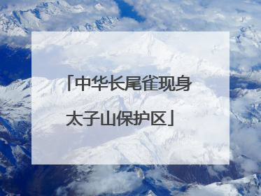 中华长尾雀现身太子山保护区
