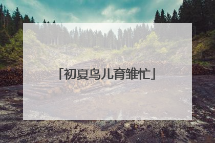 初夏鸟儿育雏忙