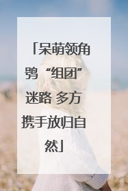 呆萌领角鸮“组团”迷路 多方携手放归自然