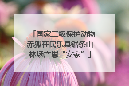 国家二级保护动物赤狐在民乐县锯条山林场产崽“安家”