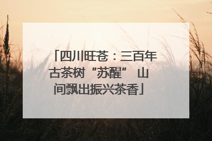 四川旺苍：三百年古茶树“苏醒” 山间飘出振兴茶香