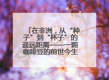 在非洲，从“种子”到“杯子”的遥远距离——一颗咖啡豆的前世今生（三）