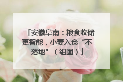 安徽阜南：粮食收储更智能，小麦入仓“不落地”（组图）