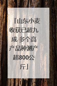 山东小麦收获已超九成 多个高产品种测产超800公斤