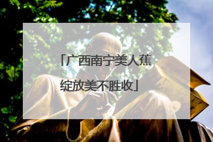 广西南宁美人蕉绽放美不胜收