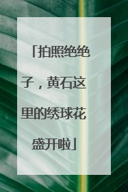 拍照绝绝子，黄石这里的绣球花盛开啦