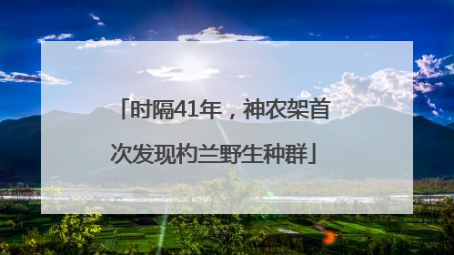 时隔41年，神农架首次发现杓兰野生种群