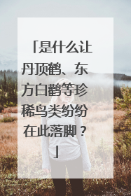 是什么让丹顶鹤、东方白鹳等珍稀鸟类纷纷在此落脚？