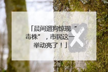 晨间遛狗惊现“毒株”，市民这一举动亮了！