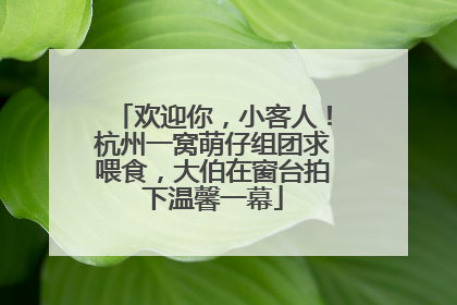 欢迎你，小客人！杭州一窝萌仔组团求喂食，大伯在窗台拍下温馨一幕