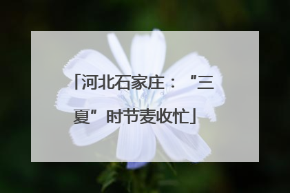 河北石家庄：“三夏”时节麦收忙