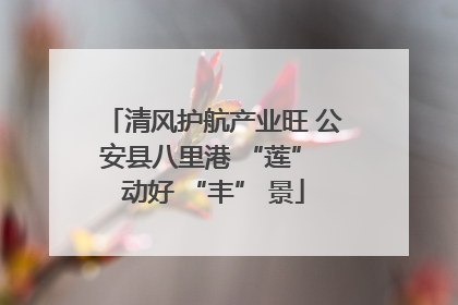 清风护航产业旺 公安县八里港 “莲” 动好 “丰” 景