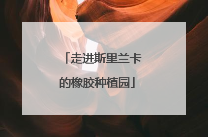 走进斯里兰卡的橡胶种植园