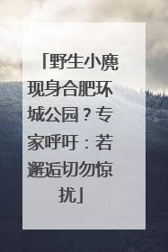 野生小麂现身合肥环城公园？专家呼吁：若邂逅切勿惊扰