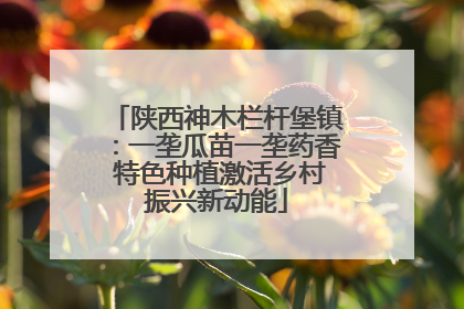 陕西神木栏杆堡镇：一垄瓜苗一垄药香 特色种植激活乡村振兴新动能