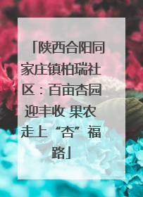陕西合阳同家庄镇柏瑞社区：百亩杏园迎丰收 果农走上“杏”福路