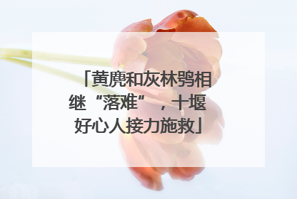 黄麂和灰林鸮相继“落难”，十堰好心人接力施救