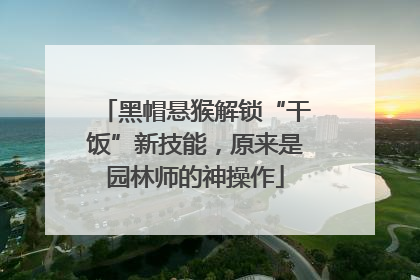 黑帽悬猴解锁“干饭”新技能，原来是园林师的神操作