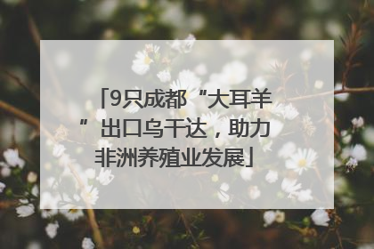 9只成都“大耳羊”出口乌干达，助力非洲养殖业发展
